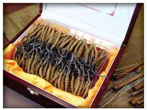 同江冬虫夏草回收